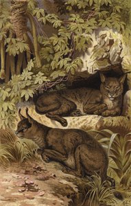 Lince del deserto da European School