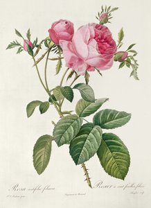 Thory, les Roses, Rosa Centifolia Foliaca da Eustache Hyacinthe Langlois
