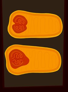 Zucca Butternut (arte digitale) da Evan Sklar