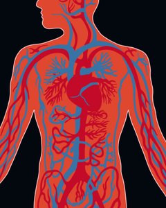 Rete del sistema cardiovascolare da Evan Sklar