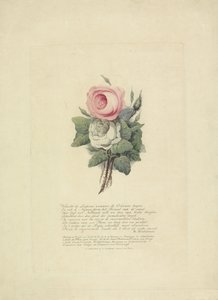 Rose con i profili della famiglia reale, 1816 da Evert Maaskamp