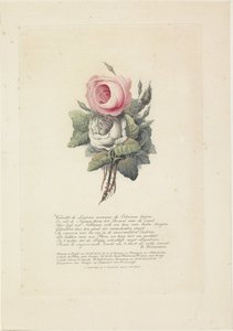 Rose con ritratti in silhouette di Guglielmo I Federico, re dei Paesi Bassi, Guglielmina di Prussia, i loro figli, sua madre e sua sorella da Evert Maaskamp