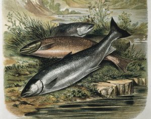 Salmone. Incisione dopo un disegno di F. Padró