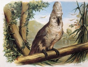 Cacatua bianco. Incisione da un disegno di F. Padró. da F. (after) Padro