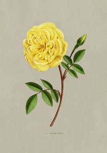 Rose, signora Falcot da F. Grobon