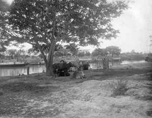 Bovini, Alipore, India, 1905-1906 da F. L. Peters