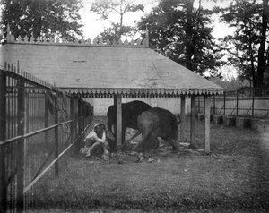 Elefanti, Alipore, India, 1905-1906