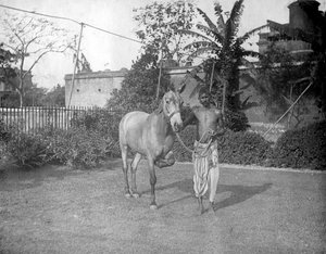 Uomo con un cavallo, Alipore, India, 1905-1906 da F. L. Peters