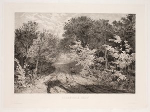 Borrevejle Skov