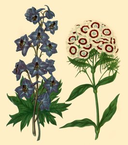 Speronella e Garofano: Delphinium elatum e Dianthus barbatus, 1805, 1946