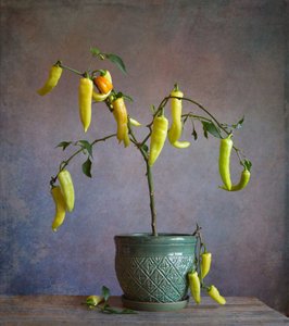 Peperoni rustici in vaso da Fangping Zhou