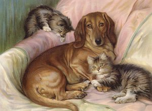 Compagni di gioco - cane e due gatti, seduti su un divano
