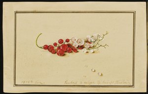 Ribes rosso e bianco, 1818 da Fedor Petrovich Tolstoy