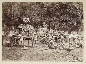 Caricamento di ananas raccolti su carri, Birmania, Collezione Elgin: 