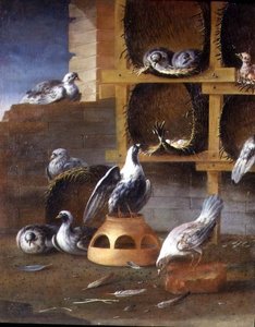 Piccioni nei loro recinti