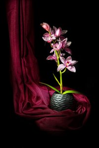 Elegante orchidea rosa da Felice Angelino