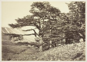 Cedri del Libano da Félix Bonfils