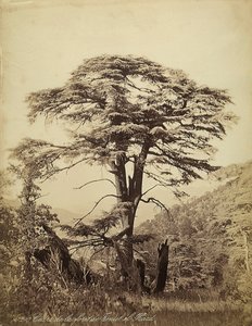 Grande cedro nella foresta di Teniet el Haad, Libano da Félix Bonfils