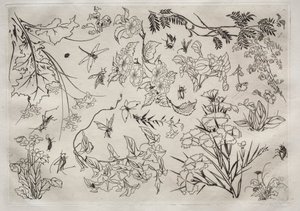 Servizio da tavola (servizio Rousseau): Fiori (n. 22) da Felix Bracquemond
