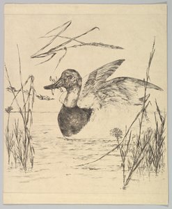 Anatra, 1850-1914