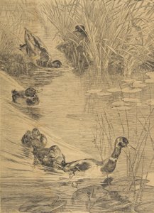 Ébats de canards da Felix Bracquemond