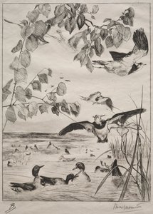 Pavoncelle e alzavole, 1862