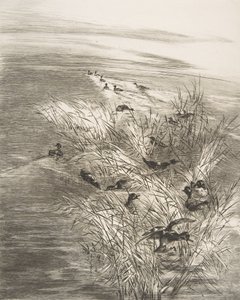 Roseaux et Sarcelles, 1882