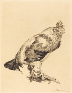 Il vecchio gallo da Felix Bracquemond