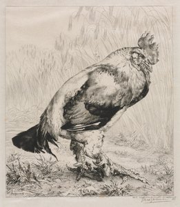 Il vecchio gallo da Felix Bracquemond