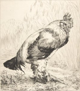 Il vecchio gallo, 1882 da Felix Bracquemond