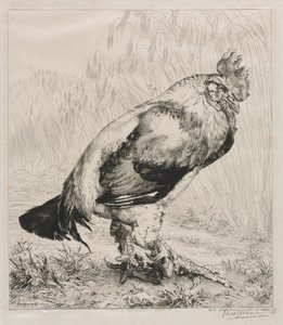 Il Vecchio Gallo, 1882 da Felix Bracquemond