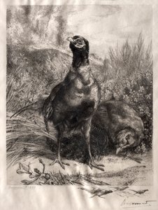 I fagiani, 1899 da Felix Bracquemond