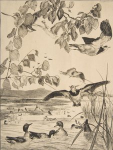 Pavoncelle e alzavole da Felix Bracquemond