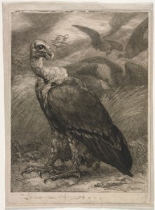 Avvoltoio da Felix Bracquemond