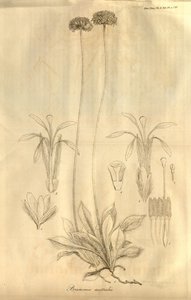 Tab. 28 dal Volume X delle Transazioni della Linnean Society di Londra, pubblicato nel 1811