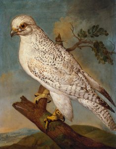 Un falco su un ramo, 1736 da Ferdinand Phillip de Hamilton