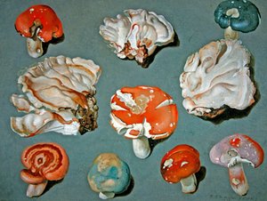 Studi di funghi da Ferdinand Phillip de Hamilton