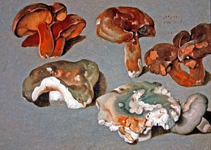 Studi di Funghi