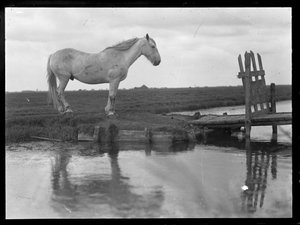 Cavallo solitario