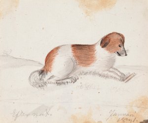 Cane da Ferdinand von Wright