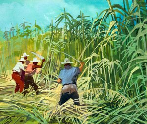 Taglio della canna da zucchero in Argentina