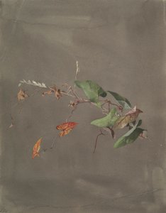 Vilucchio da Fidelia Bridges
