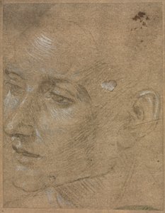 Testa di un giovane uomo da Filippino Lippi