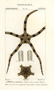 Stella fragile, Ophiomastix annulosa, Ophiura annulosa