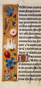 Ms. 1058-1975, f.22v: (dettaglio) di un bordo floreale da un Libro d