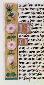 Ms. 1058-1975, f.34v: (dettaglio) di un bordo floreale da un Libro d