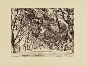 Cairo, Allée de Choubra da Félix Bonfils