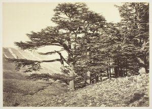 Cedri del Libano da Félix Bonfils