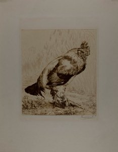 Il vecchio gallo