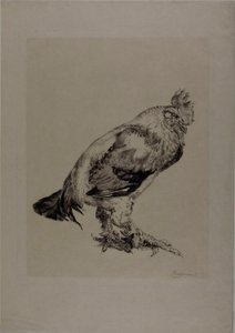 Il vecchio gallo da Félix Henri Bracquemond